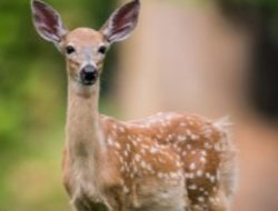 Hunter Killed in Accidental Shooting, Pa. Game Commission Confirms